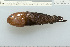  (Paragobiodon modestus - UG1045)  @13 [ ] CreativeCommons - Attribution (2009) Unspecified Centre for Biodiversity Genomics