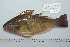  (Scarus flavipectoralis - UG1058)  @15 [ ] CreativeCommons - Attribution (2009) Unspecified Centre for Biodiversity Genomics