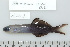  (Ptereleotris evides - UG1063)  @14 [ ] CreativeCommons - Attribution (2009) Unspecified Centre for Biodiversity Genomics