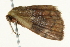  ( - SNS10IL-00939)  @12 [ ] CreativeCommons - Attribution (2011) CBG Photography Group Centre for Biodiversity Genomics