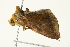  ( - SNS10IL-00962)  @13 [ ] CreativeCommons - Attribution (2011) CBG Photography Group Centre for Biodiversity Genomics