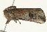  ( - SNS10IL-00982)  @12 [ ] CreativeCommons - Attribution (2011) CBG Photography Group Centre for Biodiversity Genomics