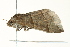  ( - SNS10IL-00988)  @13 [ ] CreativeCommons - Attribution (2011) CBG Photography Group Centre for Biodiversity Genomics