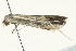  ( - SNS10IL-00989)  @12 [ ] CreativeCommons - Attribution (2011) CBG Photography Group Centre for Biodiversity Genomics