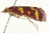  ( - SNS10IL-00995)  @13 [ ] CreativeCommons - Attribution (2011) CBG Photography Group Centre for Biodiversity Genomics