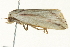  ( - SNS10IL-01032)  @12 [ ] CreativeCommons - Attribution (2011) CBG Photography Group Centre for Biodiversity Genomics