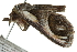  ( - SNS10IL-00119)  @12 [ ] CreativeCommons - Attribution (2011) CBG Photography Group Centre for Biodiversity Genomics