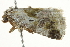 ( - SNS10IL-00254)  @12 [ ] CreativeCommons - Attribution (2011) CBG Photography Group Centre for Biodiversity Genomics