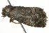  ( - SNS10IL-00284)  @12 [ ] CreativeCommons - Attribution (2011) CBG Photography Group Centre for Biodiversity Genomics