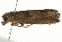  (Sonia paraplesiana - SNS10IL-00307)  @13 [ ] CreativeCommons - Attribution (2011) CBG Photography Group Centre for Biodiversity Genomics