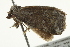  ( - SNS10IL-00365)  @12 [ ] CreativeCommons - Attribution (2011) CBG Photography Group Centre for Biodiversity Genomics