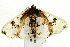  ( - SNS10IL-00399)  @13 [ ] CreativeCommons - Attribution (2011) CBG Photography Group Centre for Biodiversity Genomics