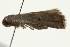  ( - SNS10IL-00584)  @11 [ ] CreativeCommons - Attribution (2011) CBG Photography Group Centre for Biodiversity Genomics