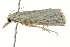  ( - SNS10IL-00593)  @13 [ ] CreativeCommons - Attribution (2011) CBG Photography Group Centre for Biodiversity Genomics