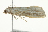  ( - SNS10IL-00605)  @13 [ ] CreativeCommons - Attribution (2011) CBG Photography Group Centre for Biodiversity Genomics