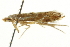  ( - SNS10IL-00609)  @13 [ ] CreativeCommons - Attribution (2011) CBG Photography Group Centre for Biodiversity Genomics