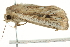  ( - SNS10IL-00685)  @12 [ ] CreativeCommons - Attribution (2011) CBG Photography Group Centre for Biodiversity Genomics