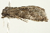  ( - SNS10IL-00834)  @13 [ ] CreativeCommons - Attribution (2011) CBG Photography Group Centre for Biodiversity Genomics