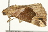  ( - SNS10IL-00850)  @12 [ ] CreativeCommons - Attribution (2011) CBG Photography Group Centre for Biodiversity Genomics