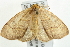  ( - SNS10IL-00906)  @13 [ ] CreativeCommons - Attribution (2011) CBG Photography Group Centre for Biodiversity Genomics