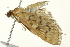  ( - SNS10IL-01077)  @12 [ ] CreativeCommons - Attribution (2011) CBG Photography Group Centre for Biodiversity Genomics
