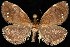  (Packardia albipunctata - DLW0511014)  @14 [ ] CreativeCommons - Attribution (2010) Unspecified Centre for Biodiversity Genomics