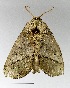  ( - AS-LIMAC 100)  @13 [ ] Copyright (2010) Unspecified Research Collection of Alexey V. Solovyev