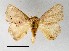  (Rhamnosa takamukui - VZ-LIMAC 10)  @14 [ ] Copyright (2010) Unspecified Research Collection of Alexey V. Solovyev