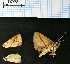  (Barabashka obliqua - AS-LIMAC 123)  @13 [ ] Copyright (2010) Unspecified Research Collection of Alexey V. Solovyev