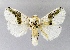  (Demonarosa - AS-LIMAC 136)  @14 [ ] Copyright (2010) Unspecified Research Collection of Alexey V. Solovyev