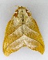  (Mahanta quadrilinea - AS-LIMAC 174)  @14 [ ] Copyright (2010) Unspecified Research Collection of Alexey V. Solovyev