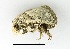 (Aphendala imitabilis - AS-LIMAC 178)  @13 [ ] Copyright (2010) Unspecified Research Collection of Alexey V. Solovyev