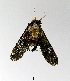  (Cheromettia alaceria - AS-LIMAC 207)  @13 [ ] Copyright (2010) Unspecified Research Collection of Alexey V. Solovyev