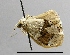  (Limacocera - AS-LIMAC 267)  @13 [ ] Copyright (2010) Unspecified Research Collection of Alexey V. Solovyev