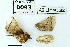  (Praesetora confusa - AS-LIMAC 32)  @12 [ ] Copyright (2010) Unspecified Research Collection of Alexey V. Solovyev