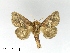 (Thosea monoloncha - AS-LIMAC 351)  @12 [ ] Unspecified (default): All Rights Reserved  Unspecified Unspecified