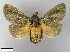  (Scopelodes - WITT-LIMAC 377)  @15 [ ] Unspecified (default): All Rights Reserved  Unspecified Unspecified