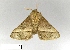  (Thosea bipartita - AS-LIMAC 394)  @12 [ ] Unspecified (default): All Rights Reserved  Unspecified Unspecified