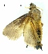  (Scopelodes testacea - AS-LIMAC 3)  @13 [ ] Copyright (2010) Unspecified Research Collection of Alexey V. Solovyev