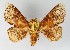  (Miresa polargenta - VZ-LIMAC 44)  @14 [ ] Copyright (2010) Unspecified Research Collection of Alexey V. Solovyev
