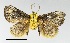  (Miresa rorida - AS-LIMAC 58)  @14 [ ] Copyright (2010) Unspecified Research Collection of Alexey V. Solovyev
