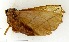  (Mahanta fraterna - VZ-LIMAC 80)  @13 [ ] Copyright (2010) Unspecified Research Collection of Alexey V. Solovyev