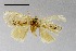  (Caelestomorpha - AS-LIMAC 97)  @13 [ ] Copyright (2010) Unspecified Research Collection of Alexey V. Solovyev