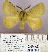  (Erythropteryx nr. roseotincta - DNA-VZ2011-123)  @13 [ ] Unspecified (default): All Rights Reserved  Unspecified Unspecified