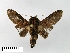  (Cheromettia - WITT-LIMAC-019)  @13 [ ] Unspecified (default): All Rights Reserved  Unspecified Unspecified