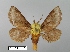  (Miresa urga - WITT-LIMAC-087)  @13 [ ] Unspecified (default): All Rights Reserved  Unspecified Unspecified