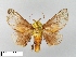  (Miresa sagitovae - WITT-LIMAC-088)  @15 [ ] Unspecified (default): All Rights Reserved  Unspecified Unspecified