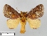  (Miresa bracteata - WITT-LIMAC-093)  @14 [ ] Unspecified (default): All Rights Reserved  Unspecified Unspecified
