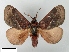  (Phocoderma velutina - WITT-LIMAC-228)  @14 [ ] Unspecified (default): All Rights Reserved  Unspecified Unspecified