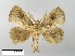  (Susica himalayana - WITT-LIMAC-247)  @13 [ ] Unspecified (default): All Rights Reserved  Unspecified Unspecified